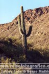 USA | Arizona | Saguaro-Nationalpark |