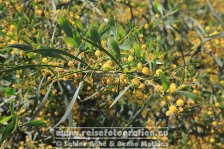 Zypern | Republik Zypern | Paphos | Königsgräber von Nea Paphos |